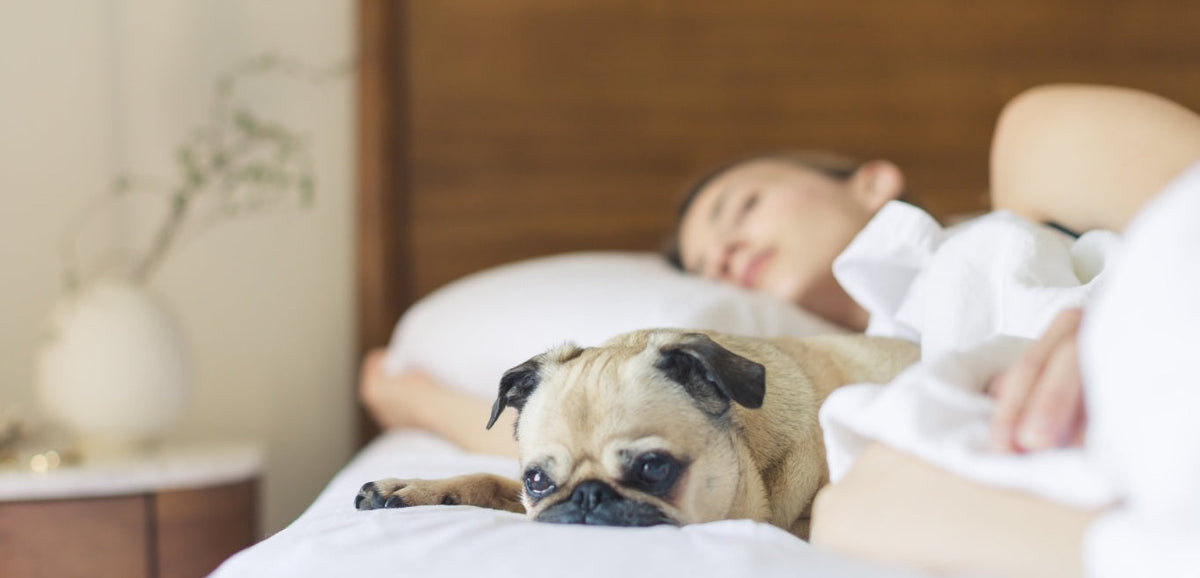 Pillow Loft Guide by Sleep Position - Honeydew Sleep
